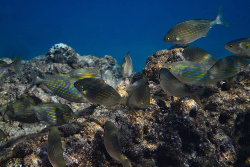 Underwater World. Coral Reef and Fishes in Mediterranean Sea